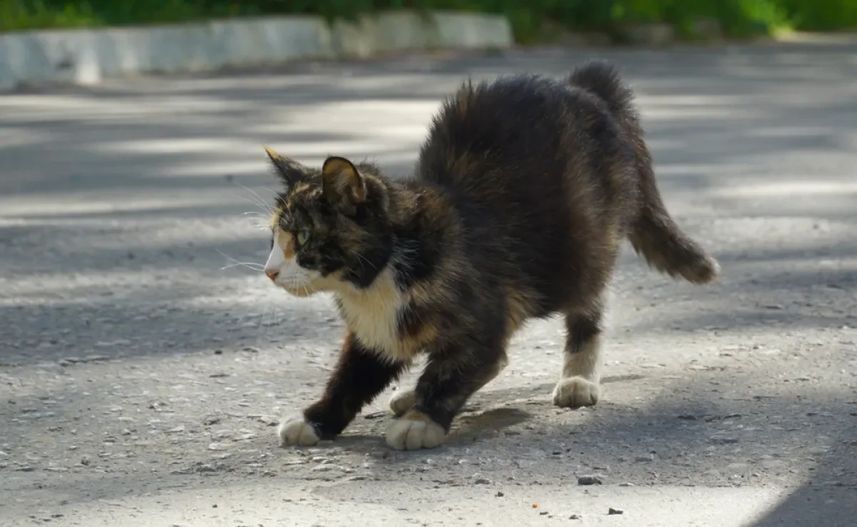 Várias situações podem deixar o gato assustado