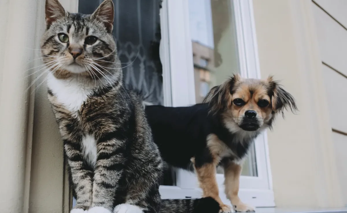 Gato e cachorro juntos: confira alguns comportamentos que os cães aprendem com os bichanos 