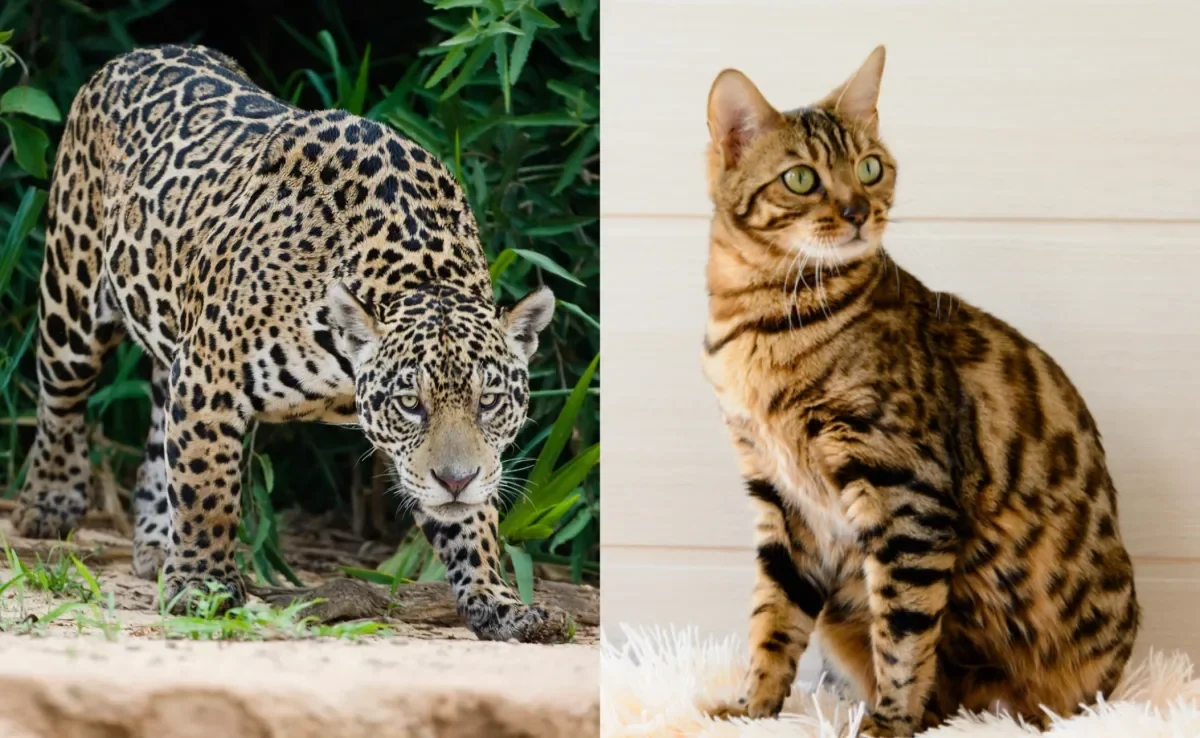 Apesar da diferença de altura, gatos e onças apresentam muitas semelhanças entre si