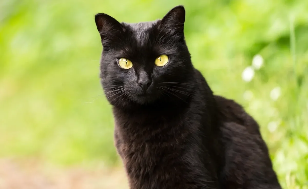 O gato preto não é traiçoeiro e nem traz azar! Entenda origem das superstições envolvendo o felino