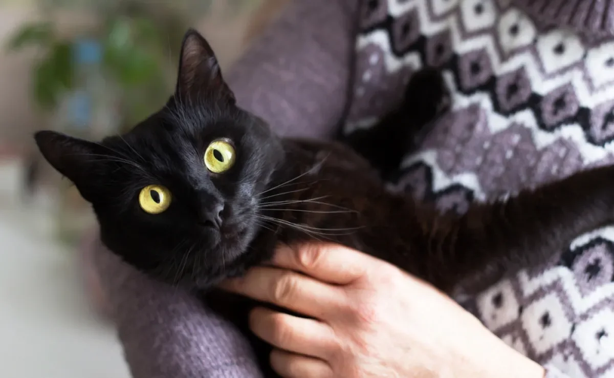 O gato Bombaim é muito carinhoso e tem várias outras qualidades