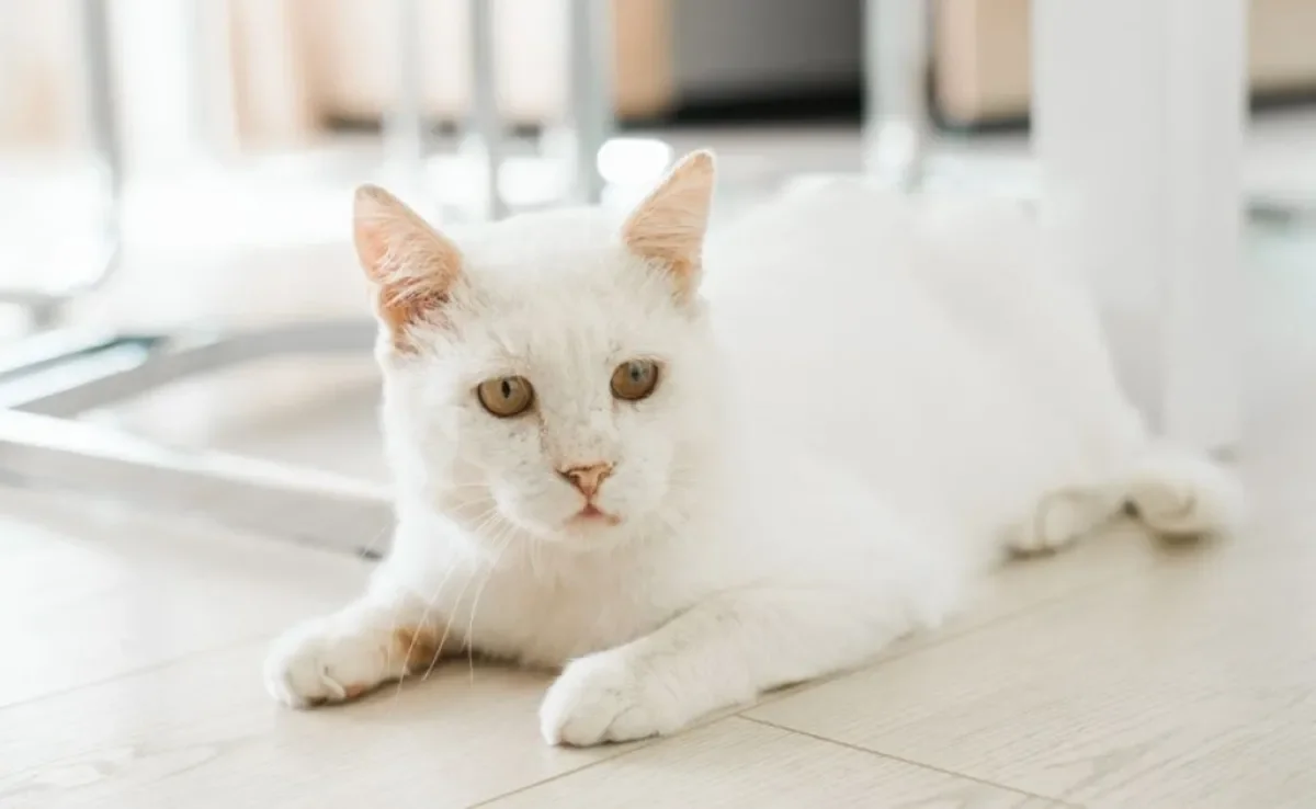 O gato com dor fica mais apático e não gosta muito de contato físico