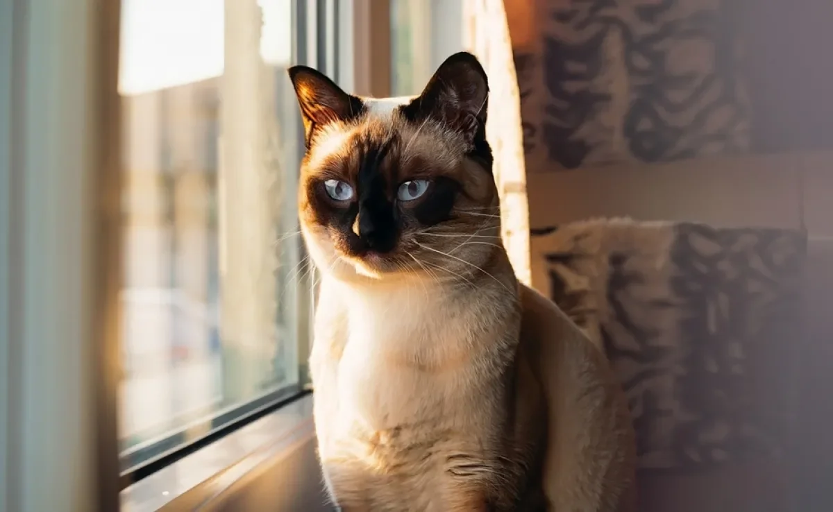 O gato Siamês é dono de um charme encantador e muitos fatos interessantes