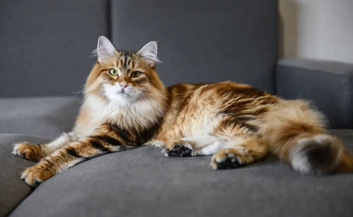 O gato Siberiano é super peludo e fofinho