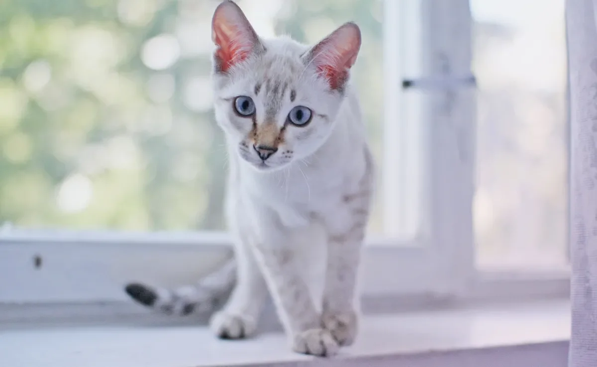 O comportamento do gato pode dizer muito sobre como ele se sente