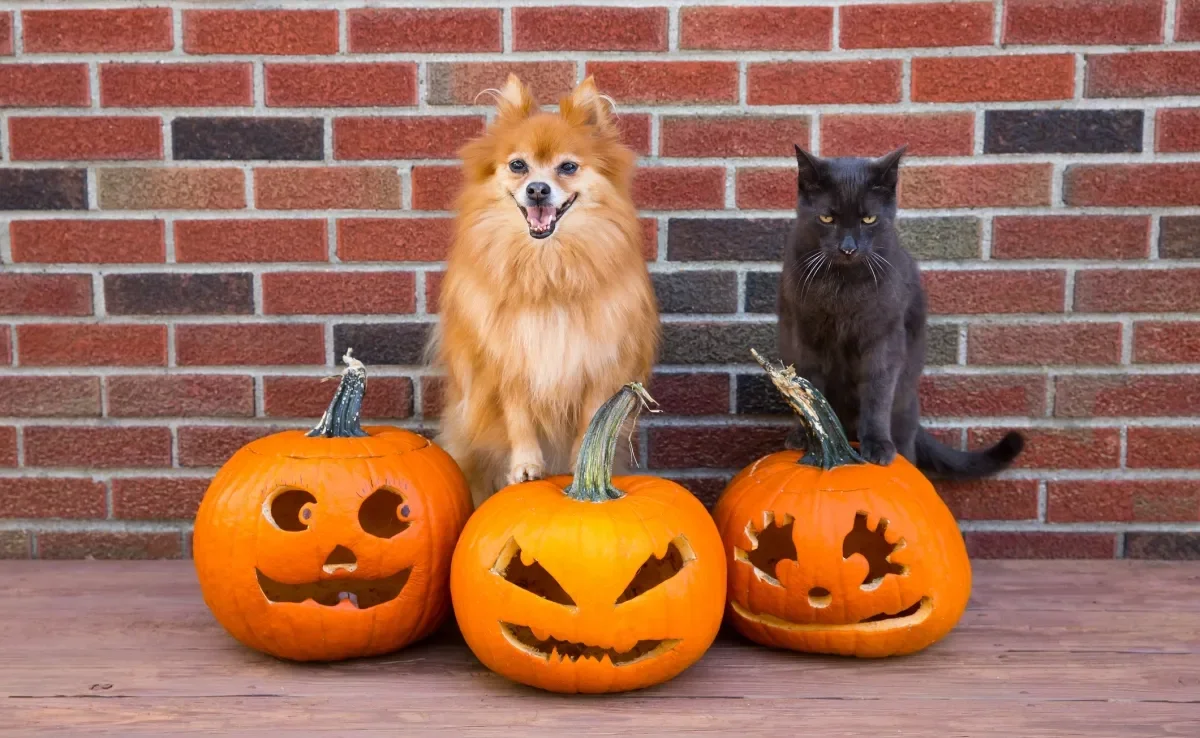 Confira algumas ideias de fantasias para o Halloween pet