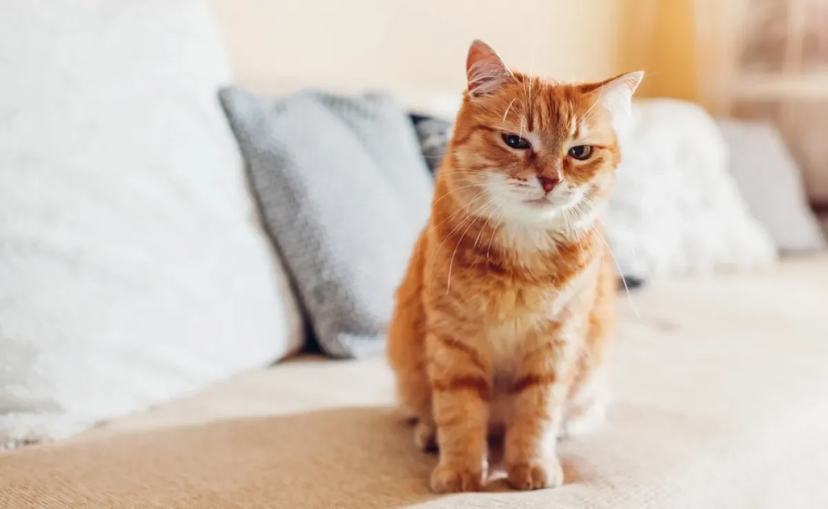 "Meu gato não confia em mim": saiba como fazer seu pet gostar de você!