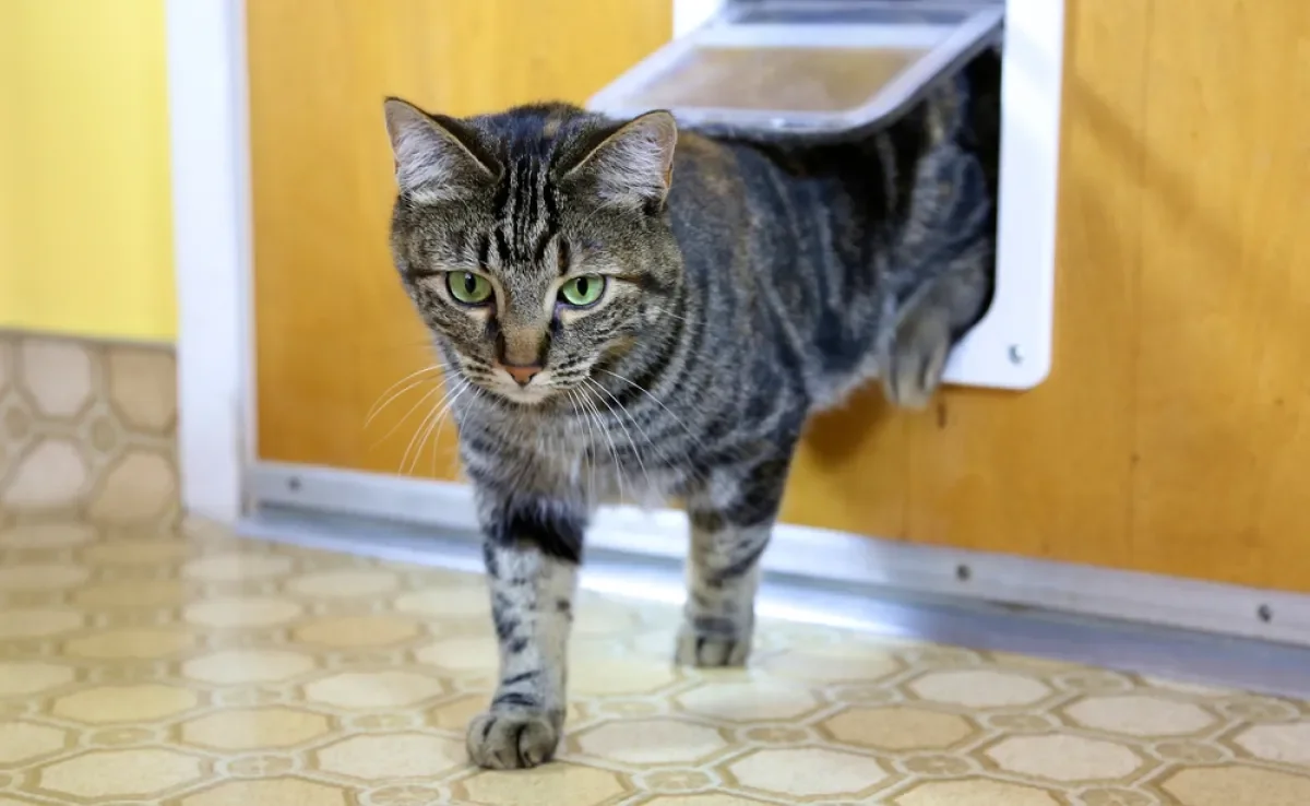 O gato pode dar voltinhas com que frequência? Entenda perigos do comportamento