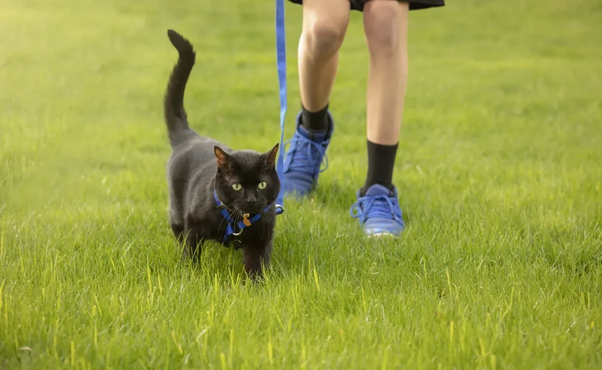 Passear com gato é uma atividade que exige certos cuidados