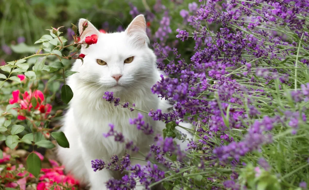 Confira quais plantas são consideras pet friendly