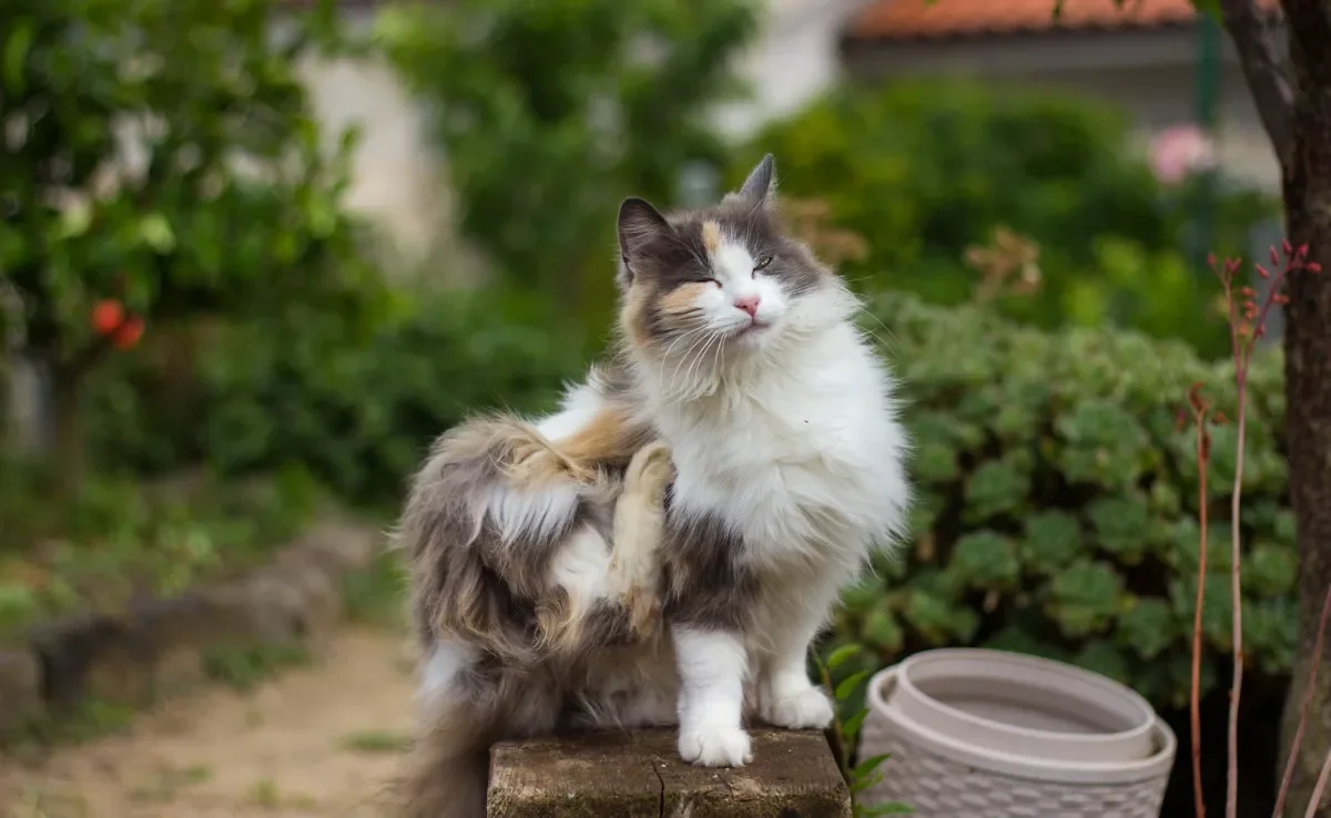 As pulgas em gatos são um grande incômodo para a vida do bichano