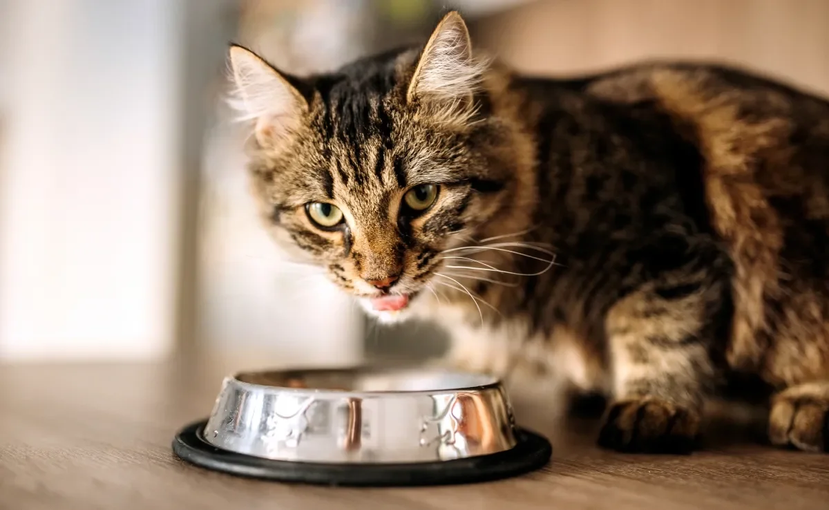 As formigas se sentem atraídas pelo cheiro da ração de gato