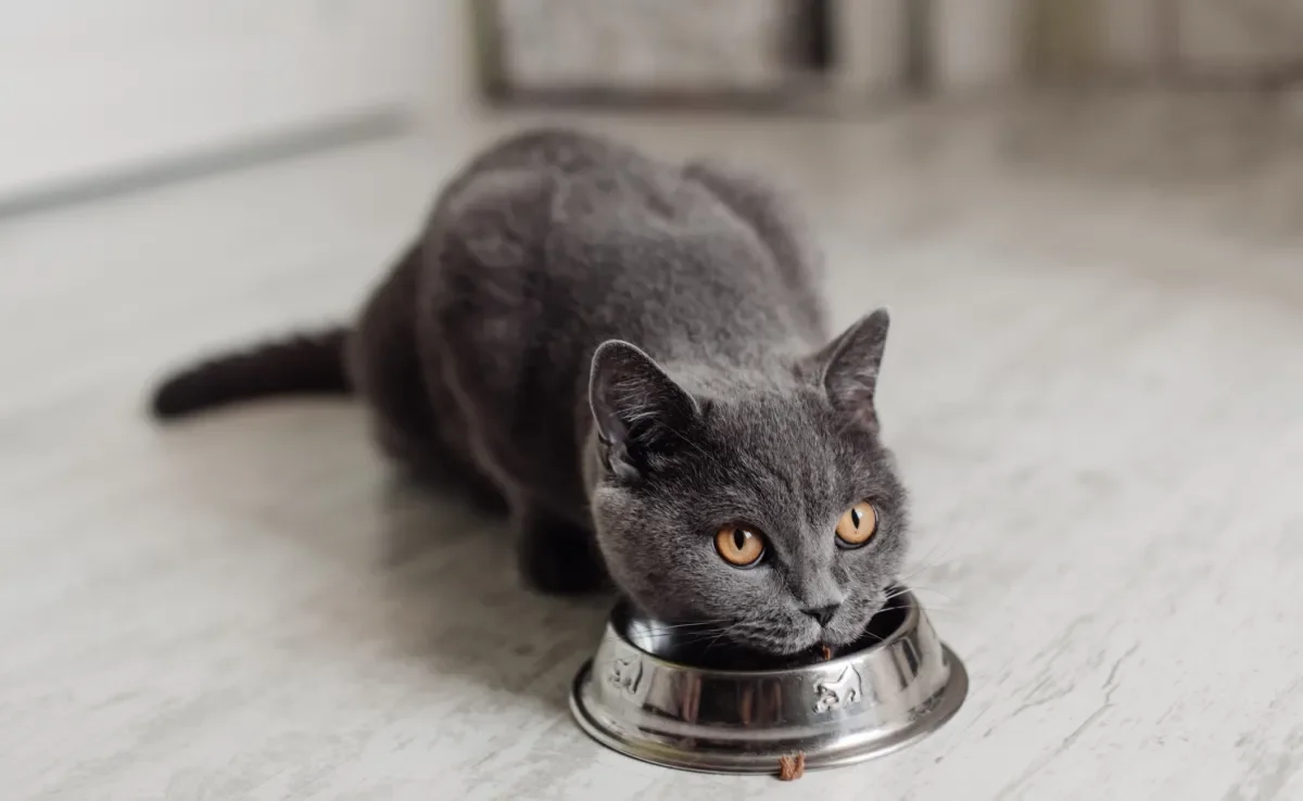 Os humanos tem um péssimo hábito que contribui para a obesidade felina