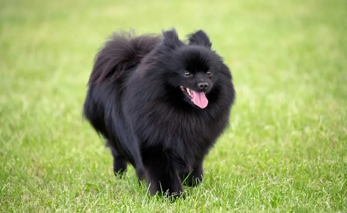 O Spitz Alemão preto é cheio de curiosidades interessantes