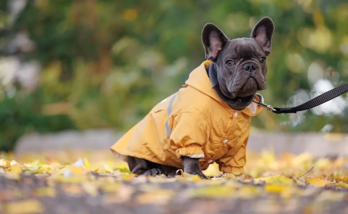 Passear com cachorro em dias chuvosos exige cuidados especiais