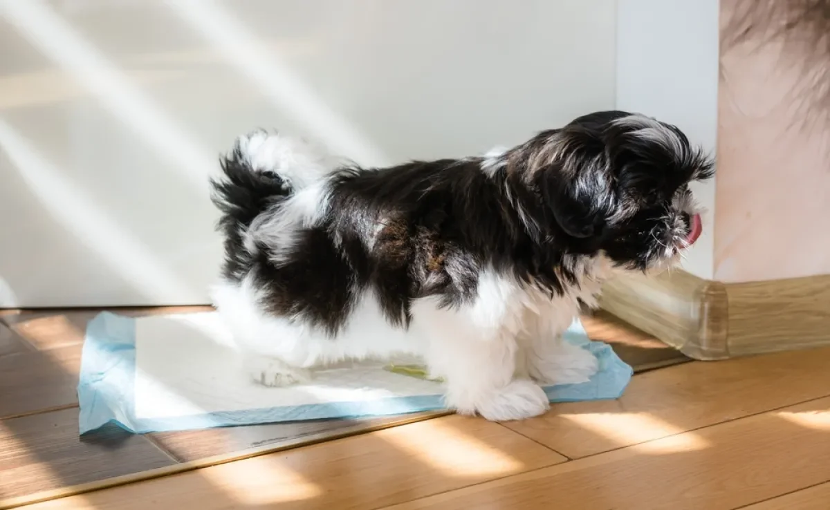 O tapete higiênico para cachorro é um dos produtos mais importantes da rotina