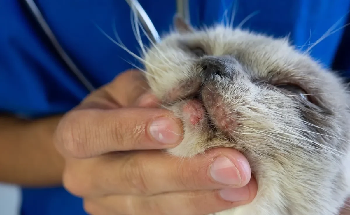 A acne felina é um problema que pode ser evitado com alguns cuidados 