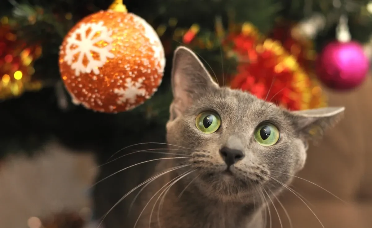 Montar uma árvore de Natal para gatos é algo que exige certos cuidados