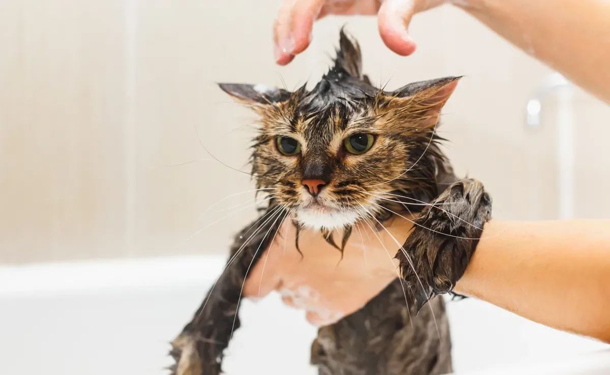 Só pode dar banho em gato em situações específicas