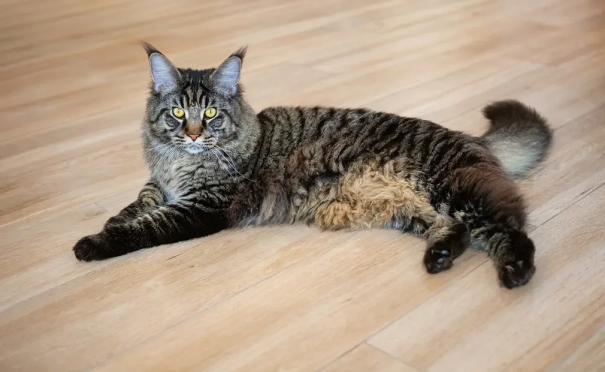 A barriga de gato tem uma pelanquinha que se chama bolsa primordial