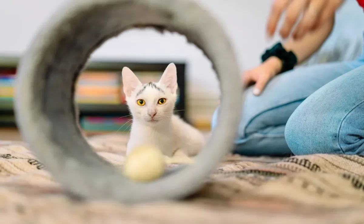 O túnel é um dos melhores brinquedos para gatos