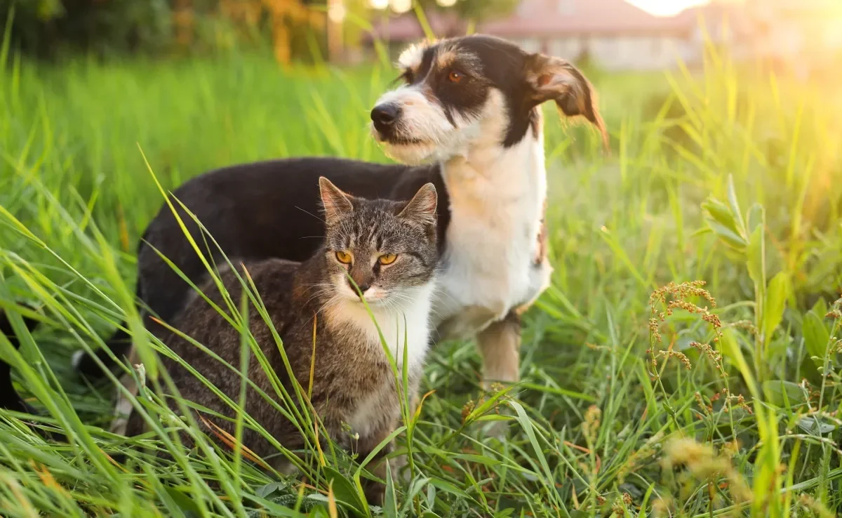 É importante refrescar o gato e cachorro com calor durante o verão