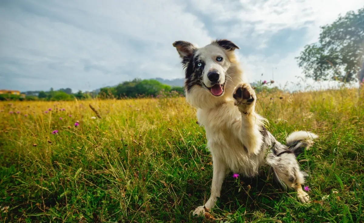 Os cachorros são capazes de ajudar a sociedade com suas habilidades únicas 