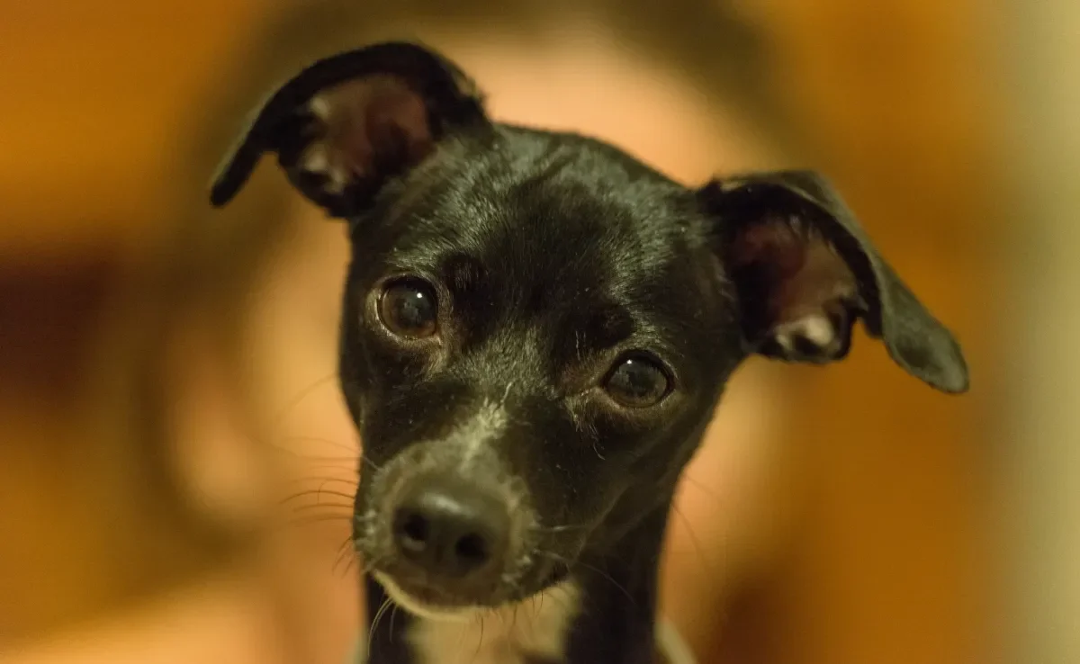 Os cães são animais inteligentes e observadores 