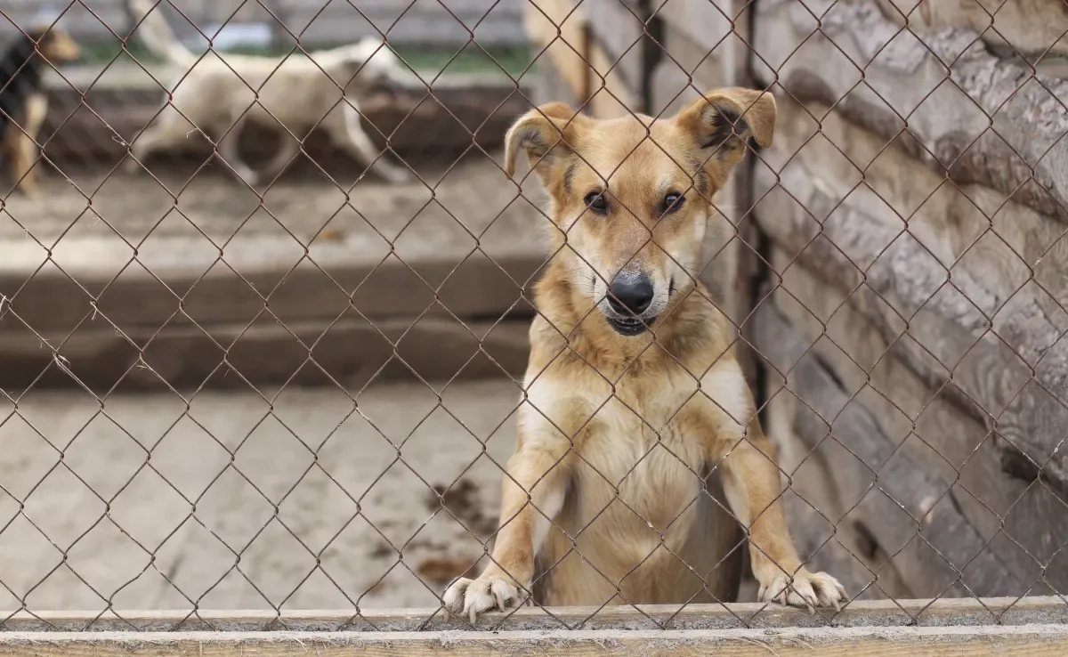 Veja quais são os cachorros mais rejeitados na adoção