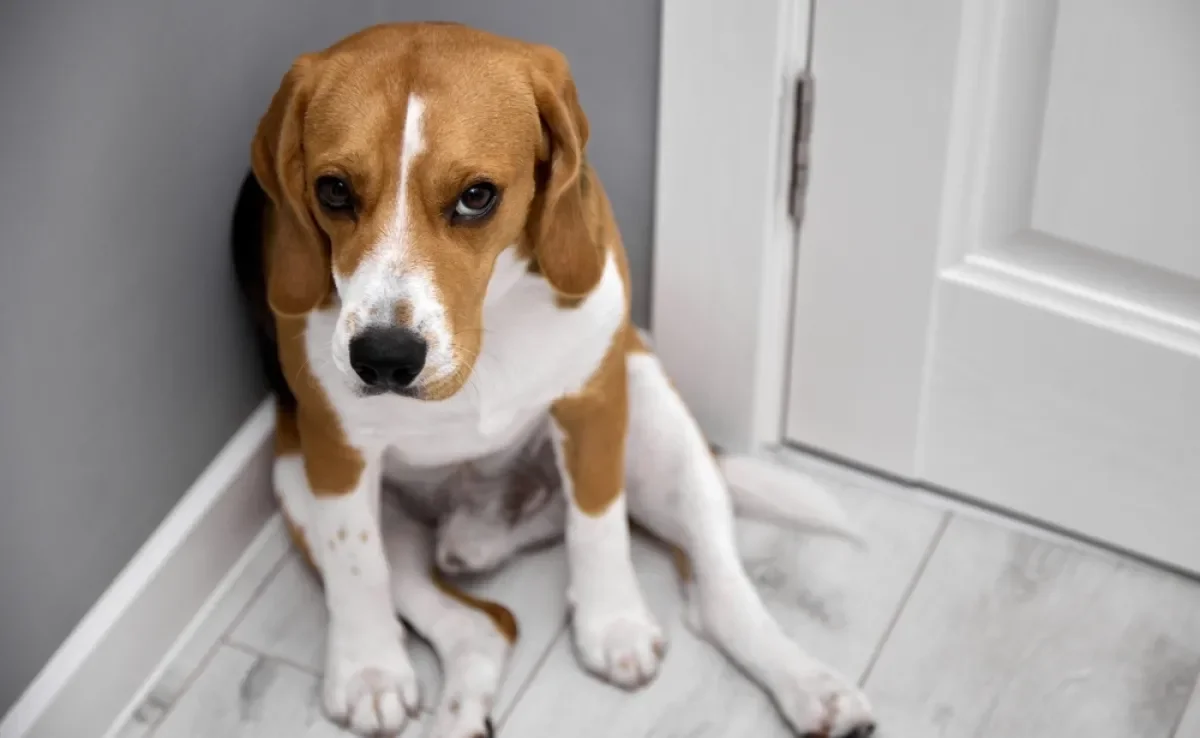 O cachorro com medo sofre com esse sentimento 