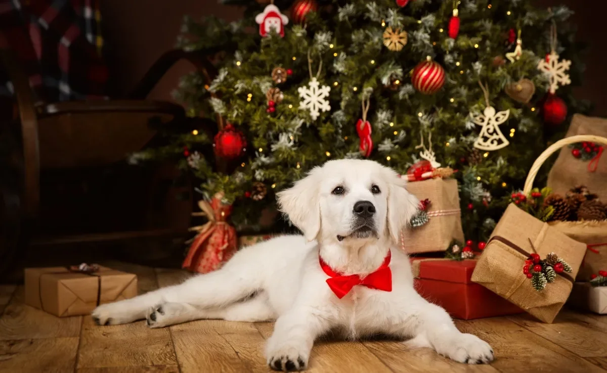 Os enfeites da árvore de Natal podem deixar o cachorro engasgado