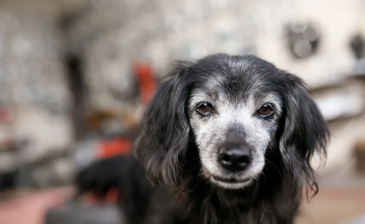 O cachorro idoso precisa de cuidados especiais na velhice