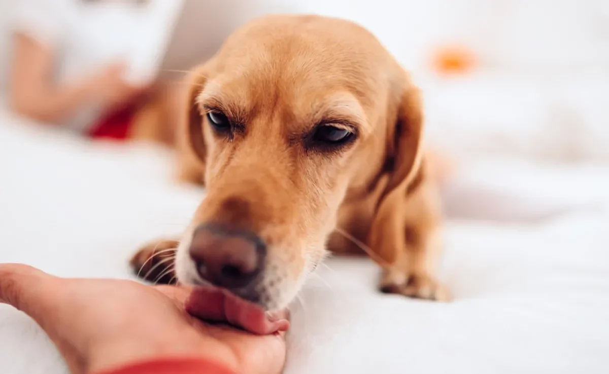 O cachorro lambendo a mão do dono é um comportamento herdado dos ancestrais selvagens dos cães