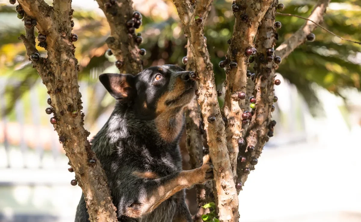 O cachorro pode comer jabuticaba, desde que seja oferecida com moderação