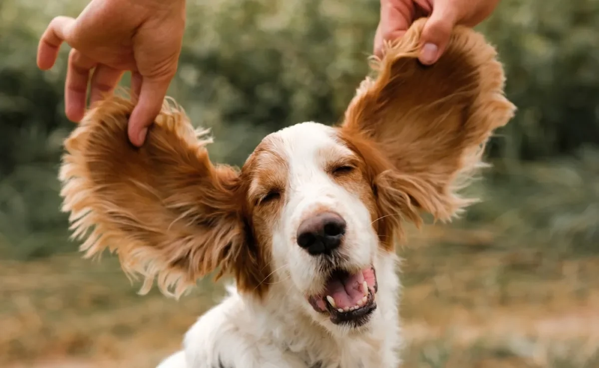 A audição canina é tão potente que existem alguns sons que só os doguinhos escutam, e a gente não