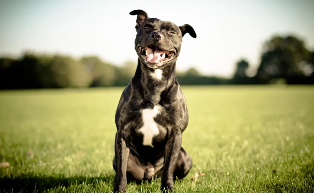 Um cachorro feliz é aquele que passeia, socializa e recebe uma boa alimentação