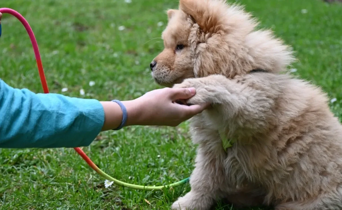 O cachorro filhote é capaz de aprender várias coisas ao longo do primeiro ano de vida