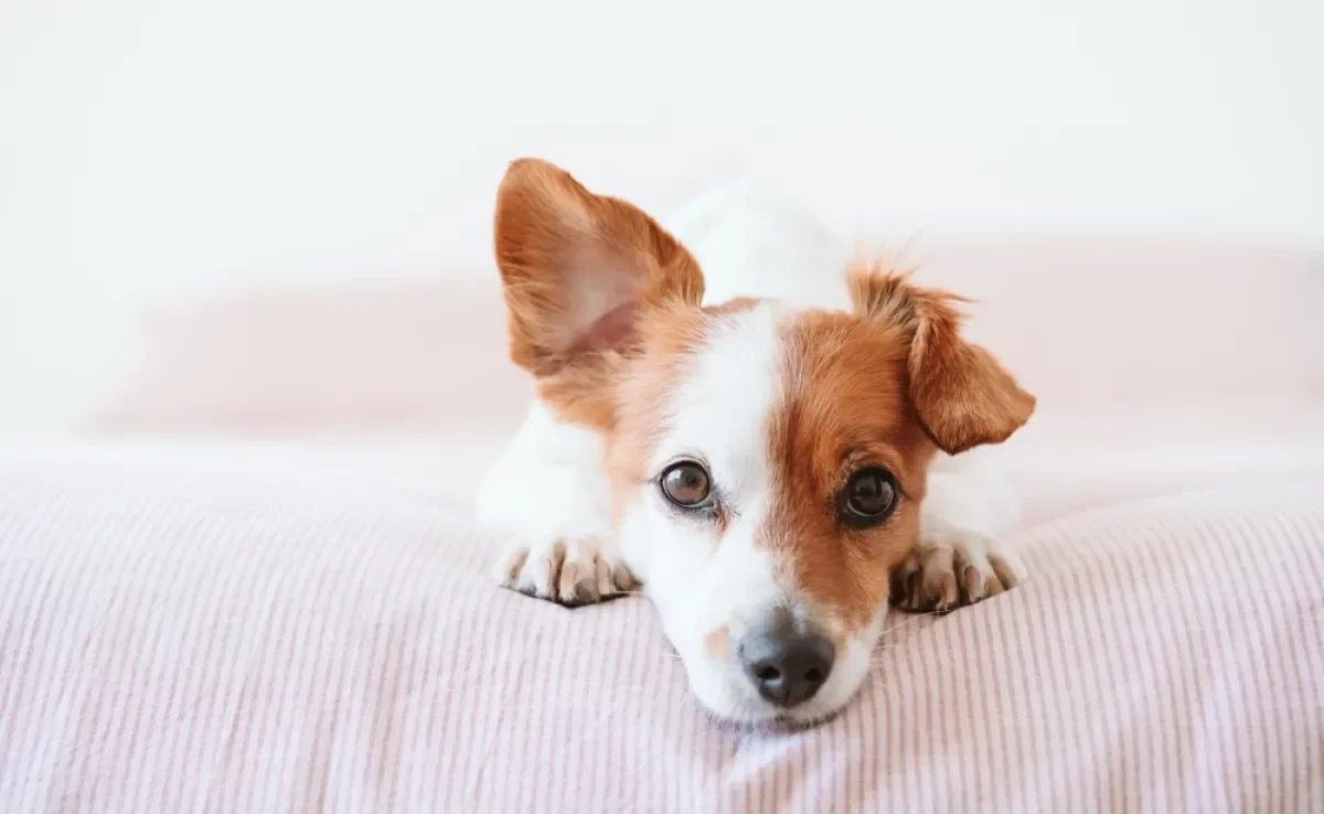 Decifrar a linguagem corporal canina vai melhorar a sua comunicação com seu cachorro