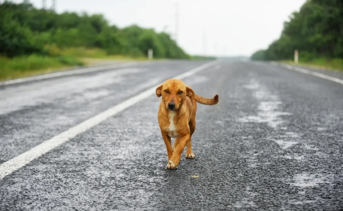 Cachorros perdidos possuem habilidades incríveis de localização 