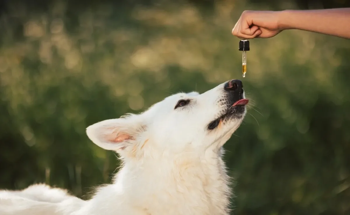 A liberação de cannabis para o tratamento de cães e gatos pode ser útil em muitos casos