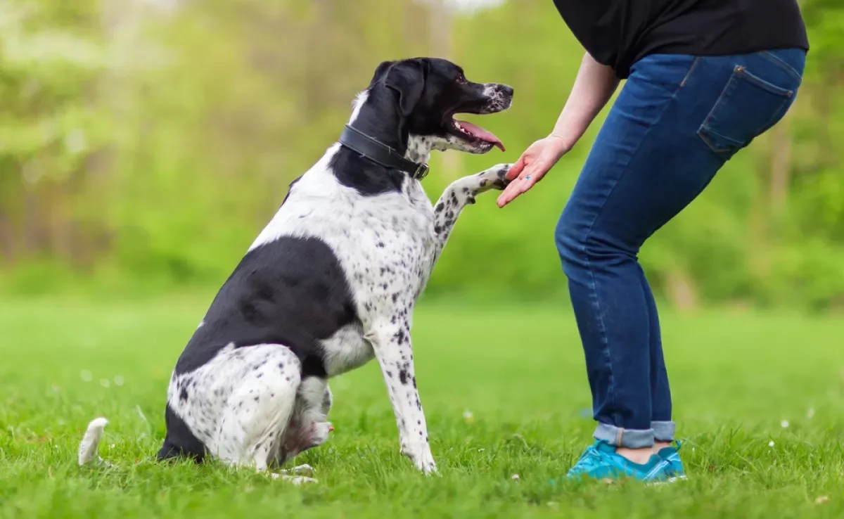 Não é difícil aprender como adestrar um cachorro se você seguir algumas dicas