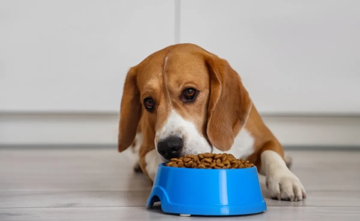 A diabetes em cachorro é uma doença sem cura e que precisa de mudanças na alimentação