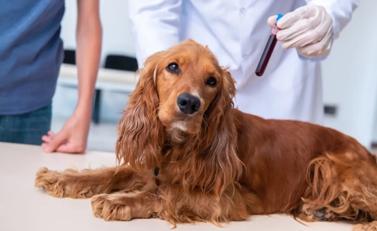 O exame de sangue em cachorro traz várias interpretações sobre a saúde animal