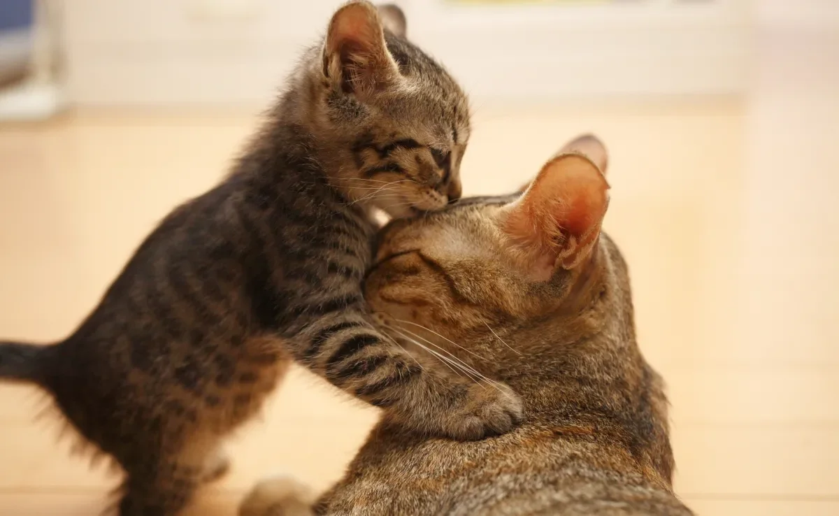 O filhote de gato só pode ser separado da ninhada após alguns meses