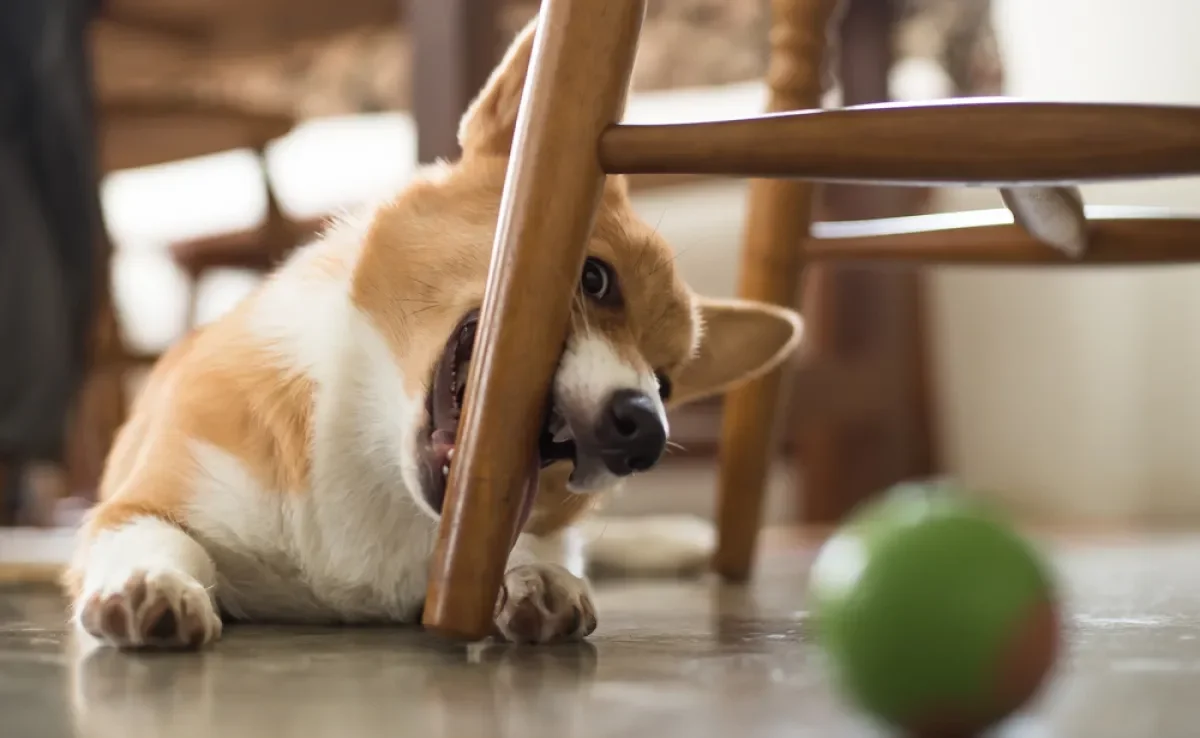 Não aguenta mais seu filhote de cachorro mordendo a mobília? Saiba o que fazer!