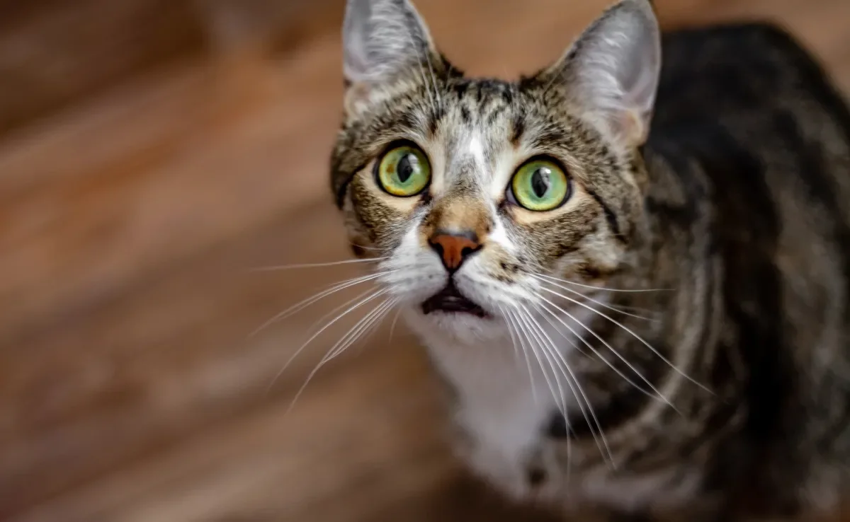 Algumas crenças sobre gatos precisam ser desmistificadas 