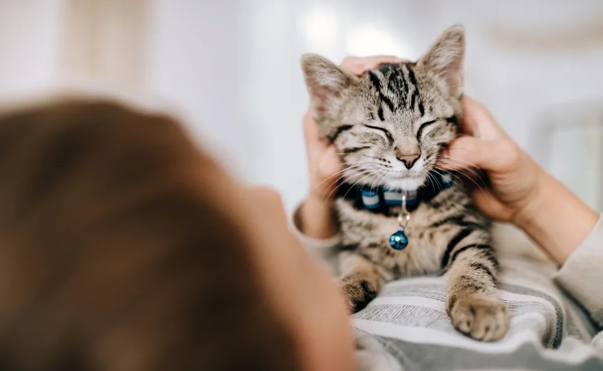 O segredo para a felicidade do gato está escondido em uma atitude muito simples