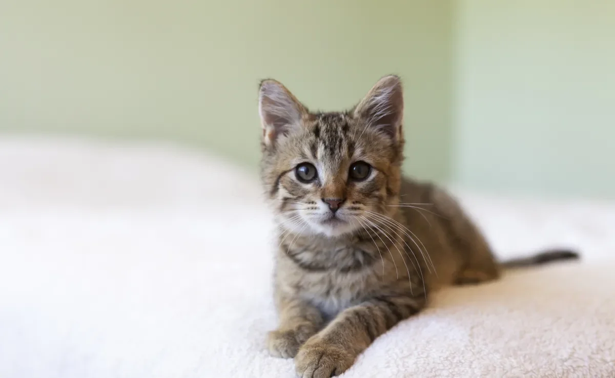 O gato filhote passa por diferentes fases de desenvolvimento até se tornar um adulto