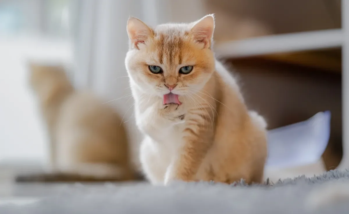 O gato se lambendo muito deve servir de alerta para os tutores