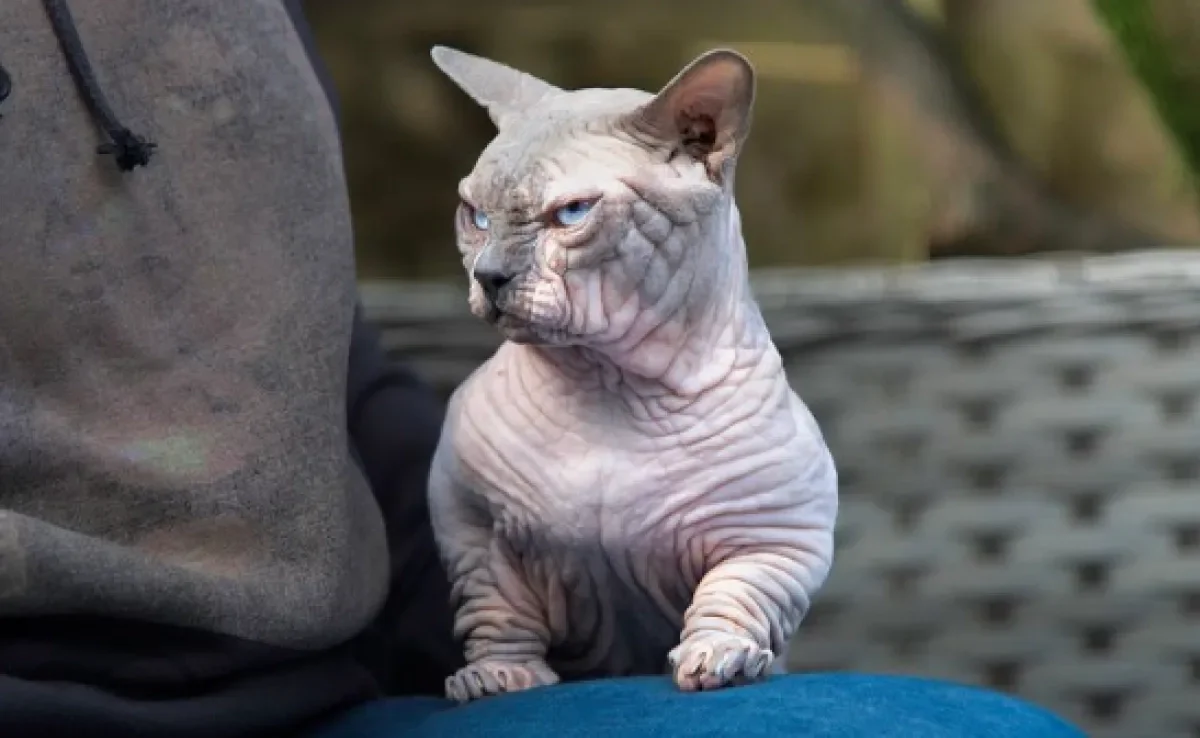 O gato Bully XL tem uma aparência intimidante e um corpo incrivelmente musculoso (Créditos: Instagram/@bullycatsuk)